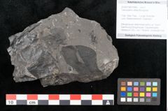 Foto (Objekt + Etikett) von Taeniopteris vittata Brongniart (NHMW-GEO-2024-0188-10489)
